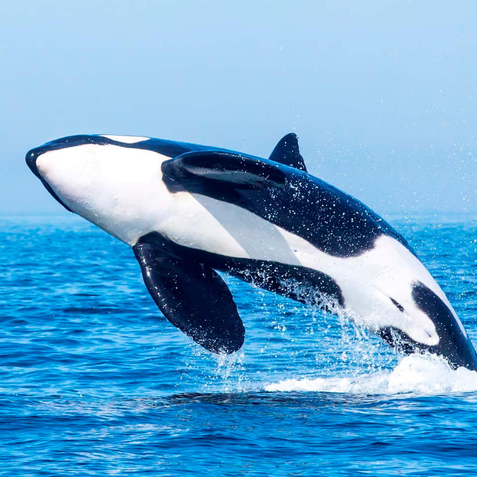 avistamienti cetaceos orcas 1